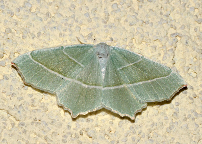 Geometridae Campaea margaritaria